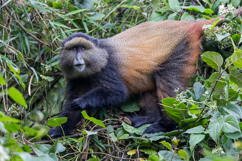 Golden Monkey Trekking  in  Uganda and  Rwanda