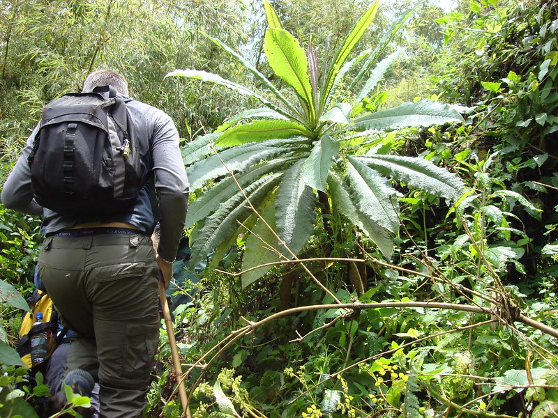 2 days gorilla trekking in Rwanda