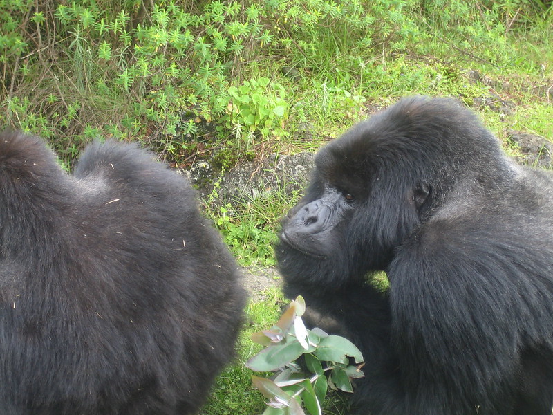 gorilla trekking safari rwanda