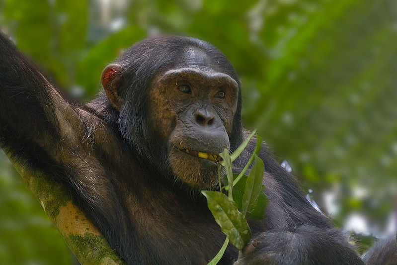 6 day best Rwanda primate safaris and tours 