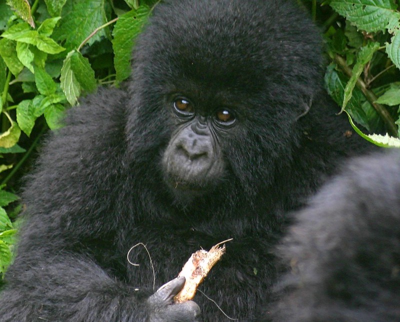 4-Day Rwanda gorilla trekking expedition