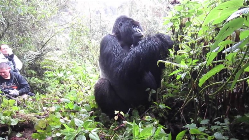 3 days gorilla trekking Rwanda safari