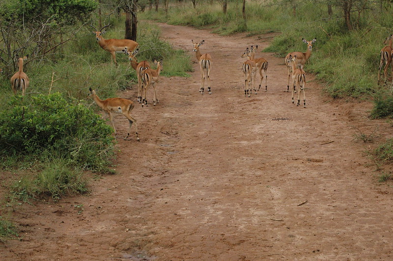 1 day big 5 safaris in akagera national park