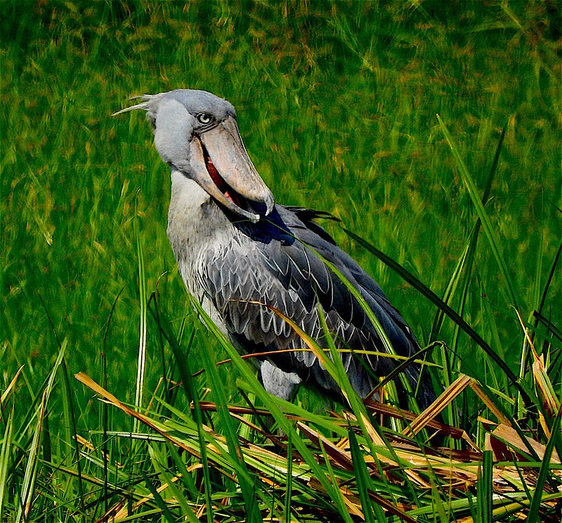 1 day  shoebill watching in mabamba swamp