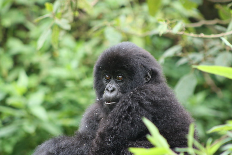 2 days  gorilla tours in Rwanda