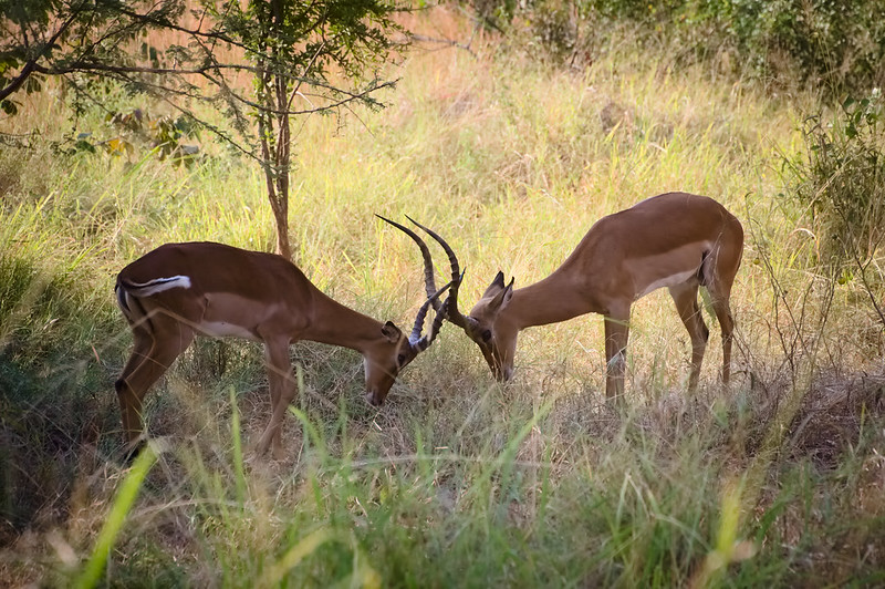 Wilderness Safaris Rwanda