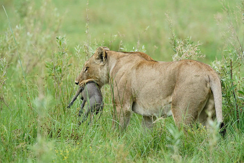 Rwanda and Botswana safari tours