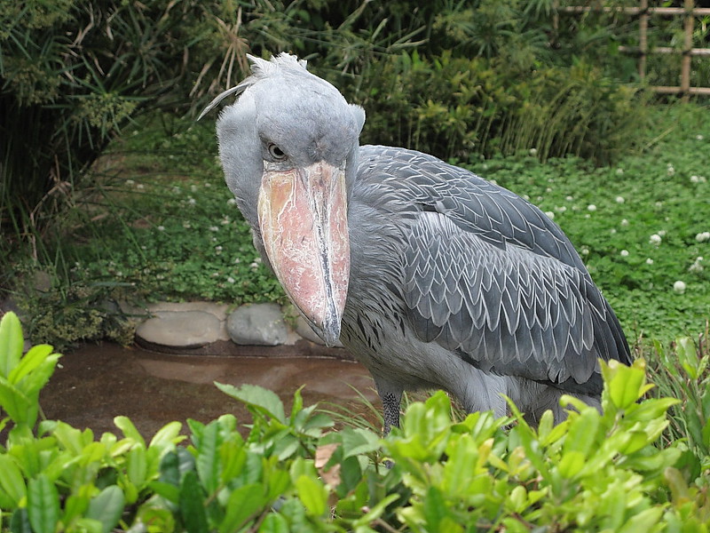 shoebill in uganda