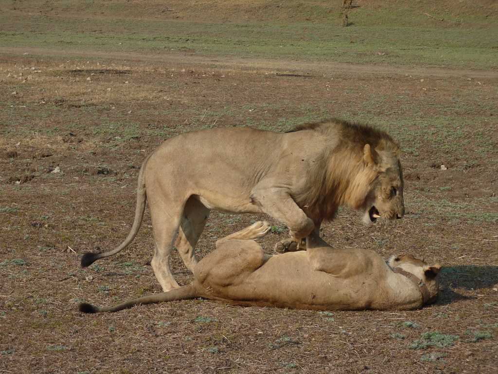 Experiential lion tracking