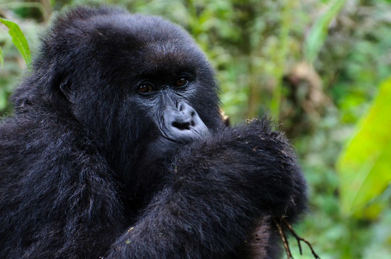 14 Days Safari in Rwanda 