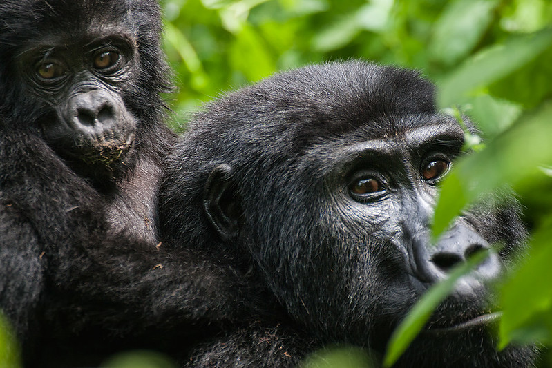 3 days gorilla trekking Rwanda safari