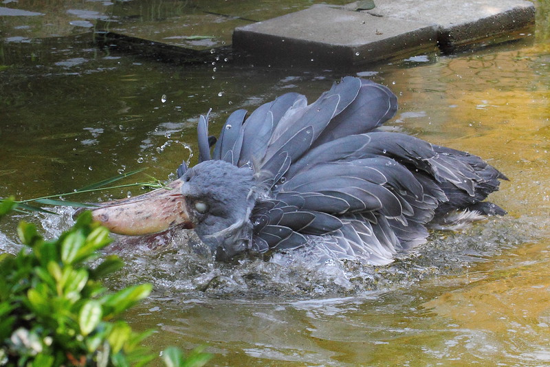 shoebill