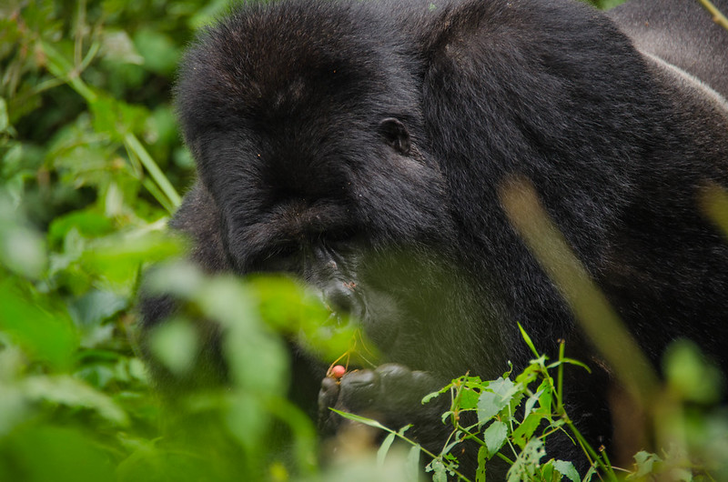 3 days gorilla trekking Rwanda safari