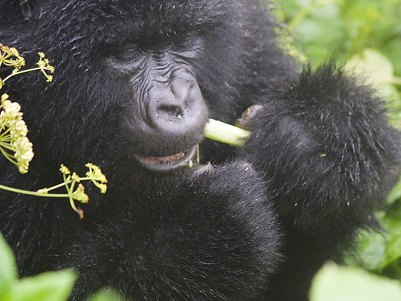 Gorilla walking safaris  in Volcanoes National Park