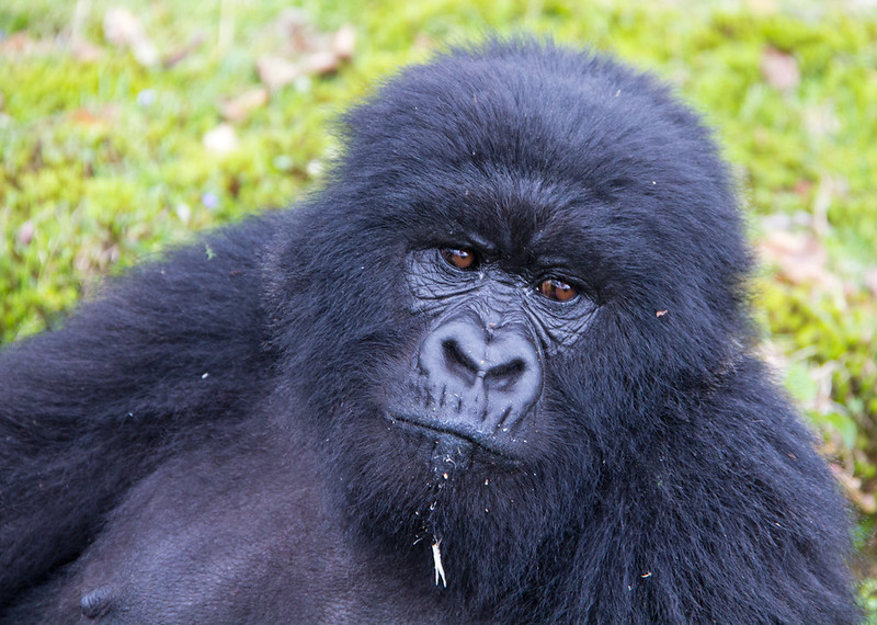 1 day gorilla trek from Gisenyi