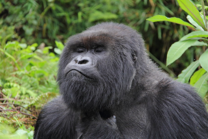 3 Days Affordable Rwanda Gorilla Trekking & golden monkey tour