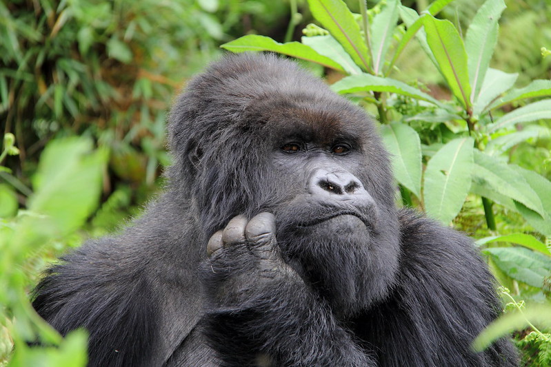 5 Days budget gorilla trekking at Volcanoes and Lake Kivu