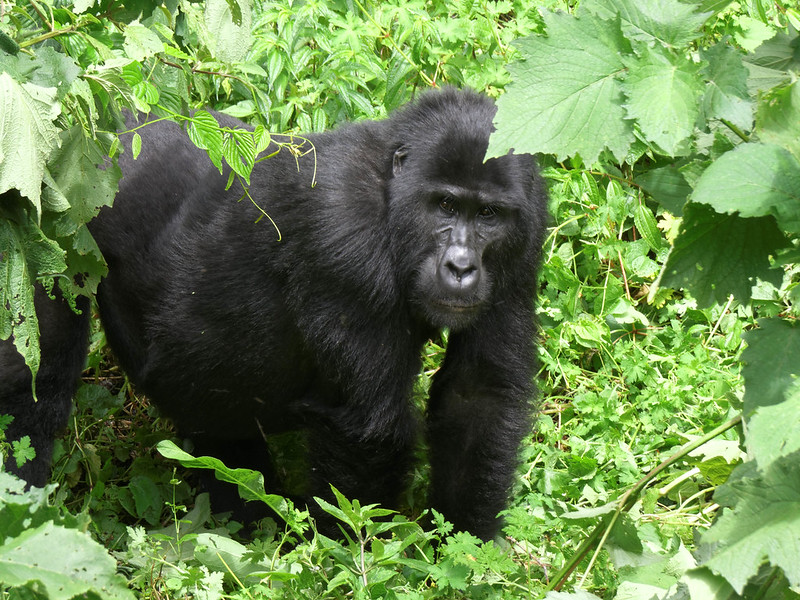 3 days photographic gorilla safari volcanoes national park