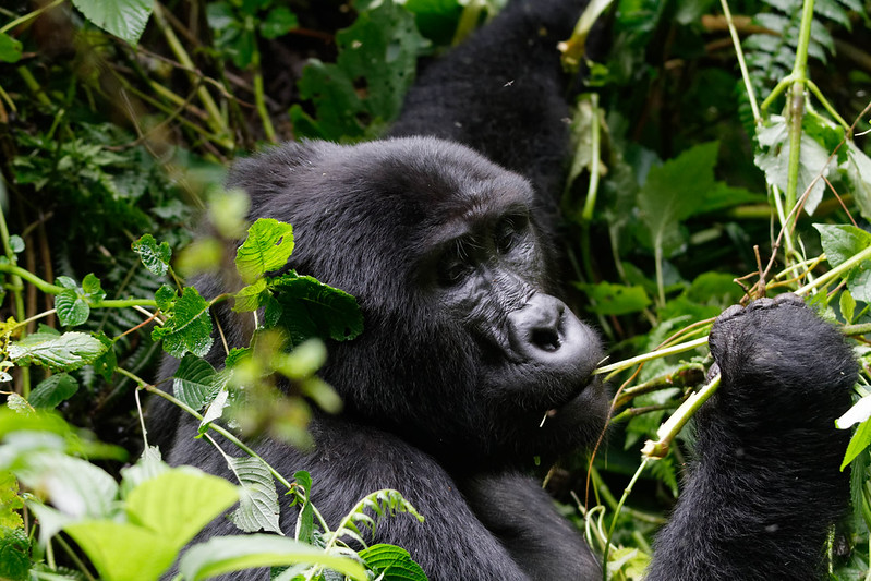 3 days photographic gorilla trekking bwindi