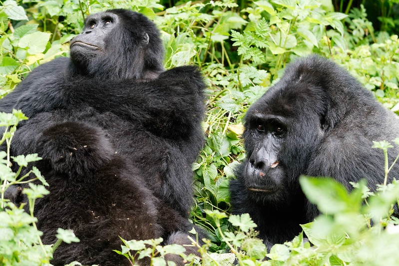 4 Days Gorillas, Golden Monkeys & Dian Fossey tour