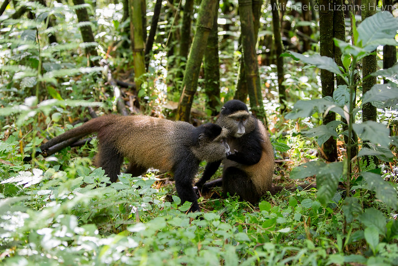 3 Days Affordable Rwanda Gorilla Trekking & golden monkey tour