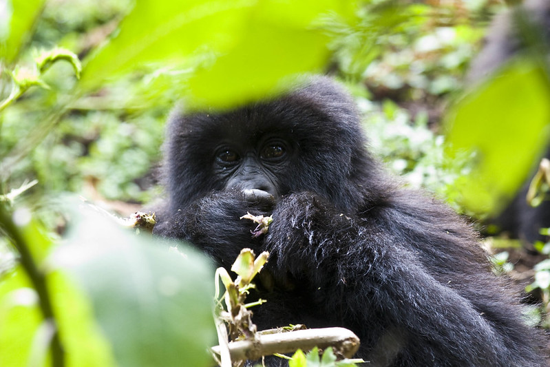 Shortest Rwanda safaris