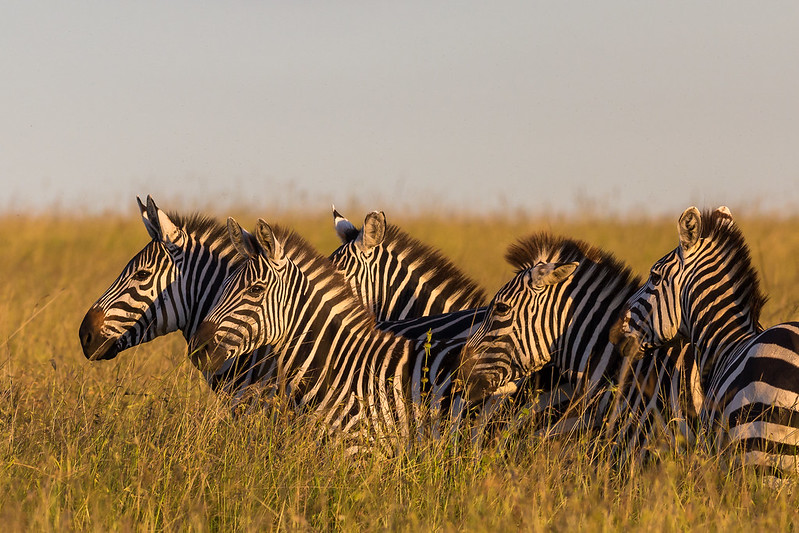 African safari with kids