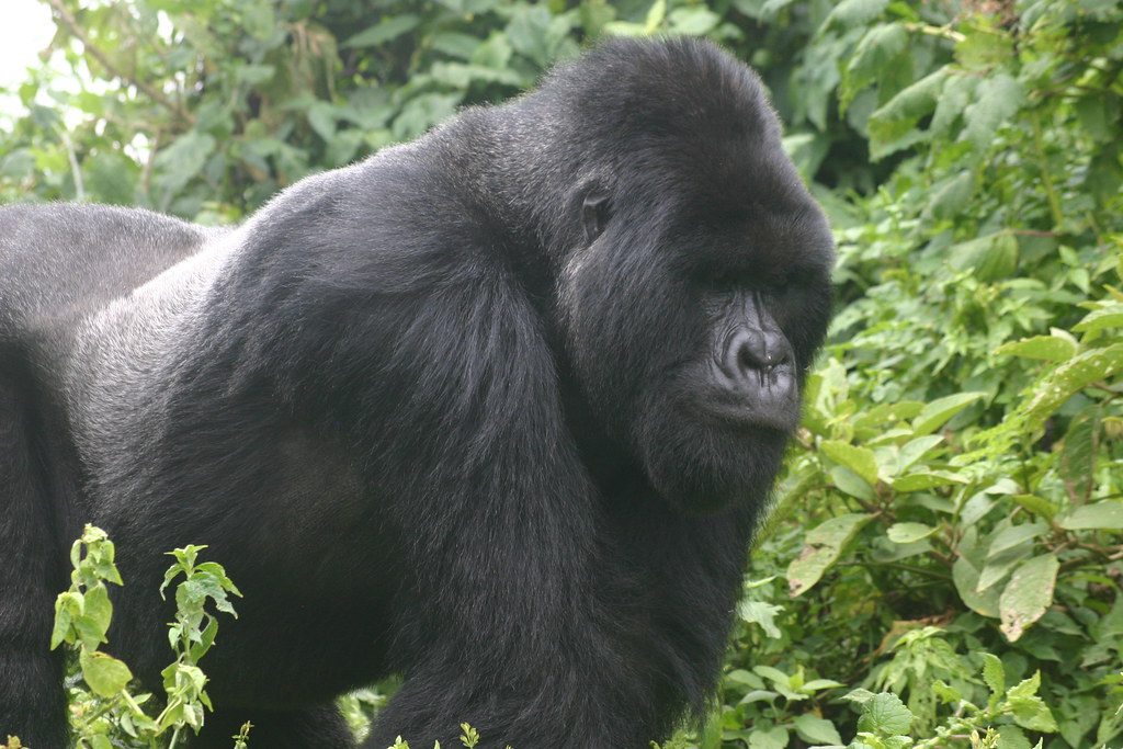 Silverback Gorillas