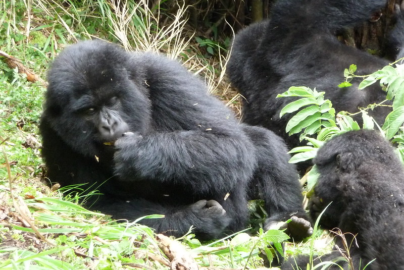 5 Days budget gorilla trekking at Volcanoes and Lake Kivu