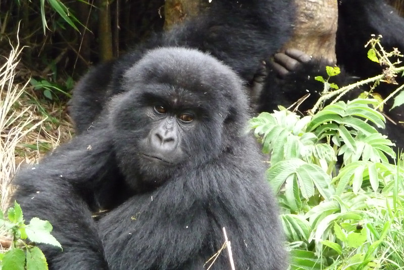 0 Days budget Rwanda primates and wildlife safari