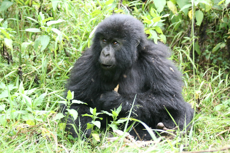  Rwanda primates 