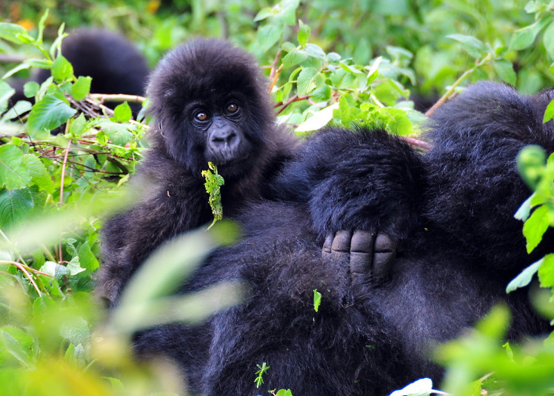 1 day gorilla trek Gisenyi