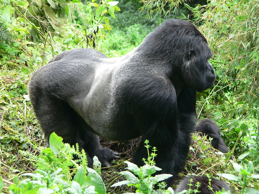 silverback gorilla