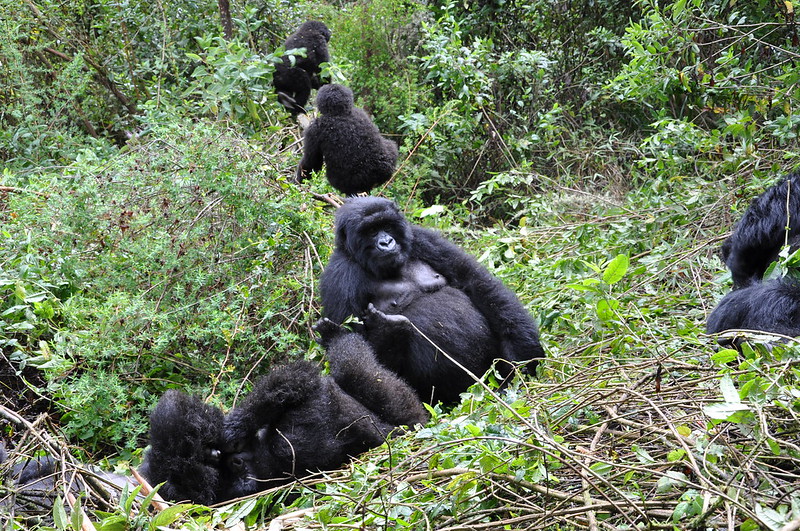 4-Day Rwanda gorilla trekking expedition