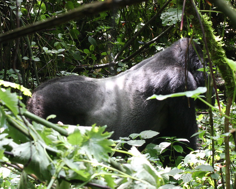 Silverback Gorilla