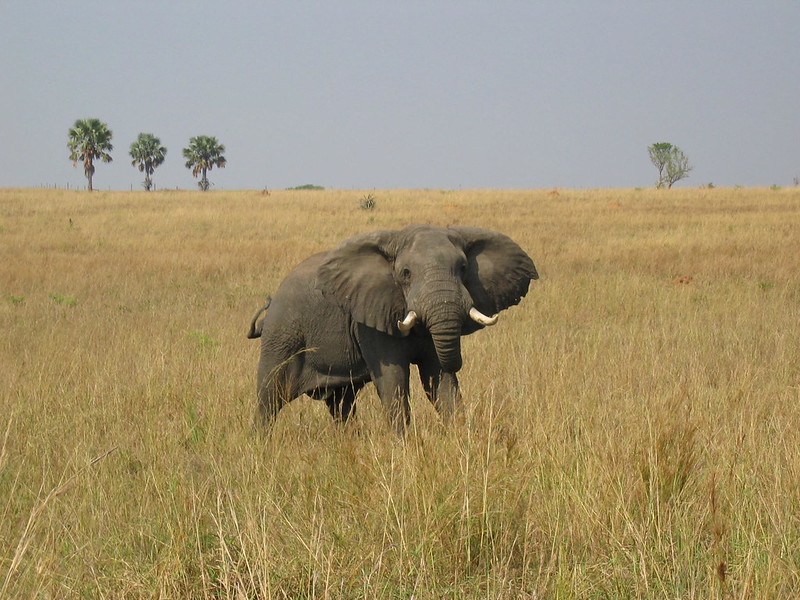 7 days discover uganda safari and tours