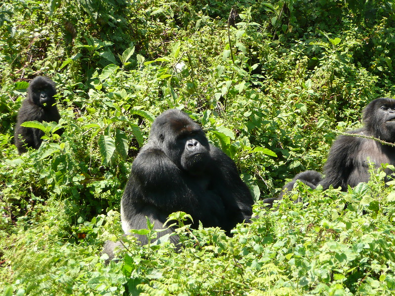 Gorilla walking safaris in Volcanoes National Park