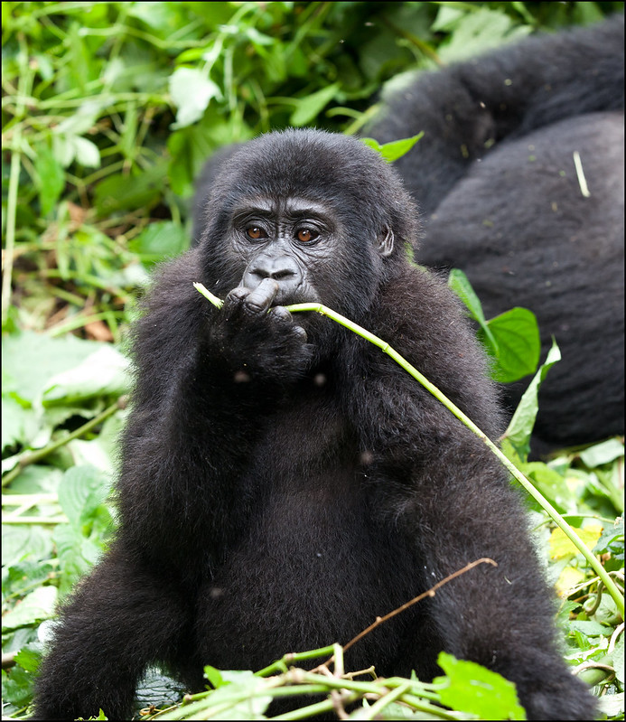 What do mountain gorillas eat