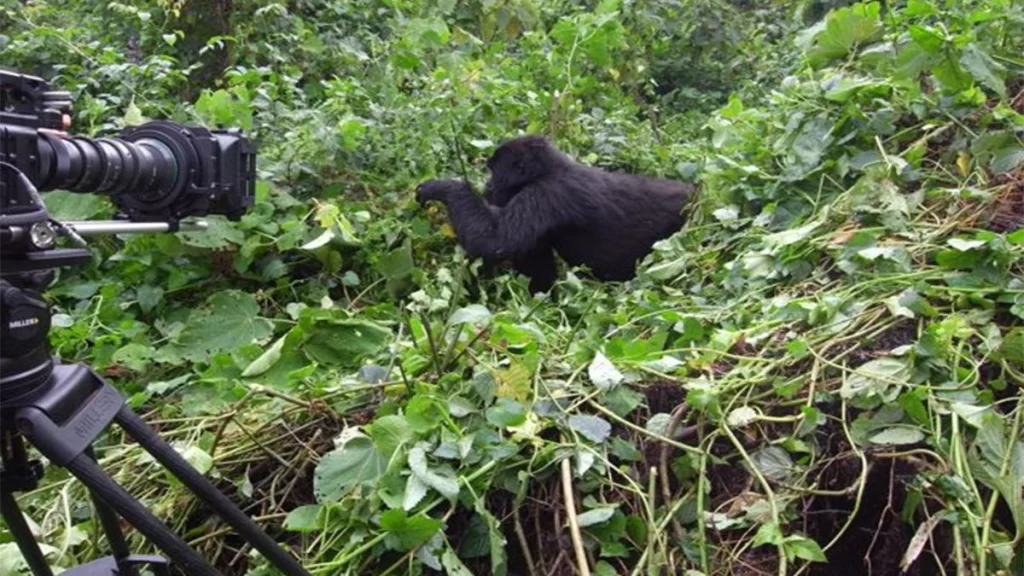 Photographic gorilla safaris