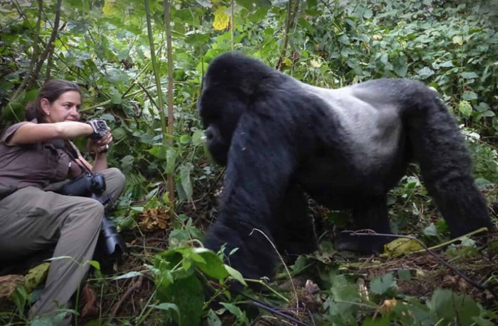 Photographic gorilla safaris