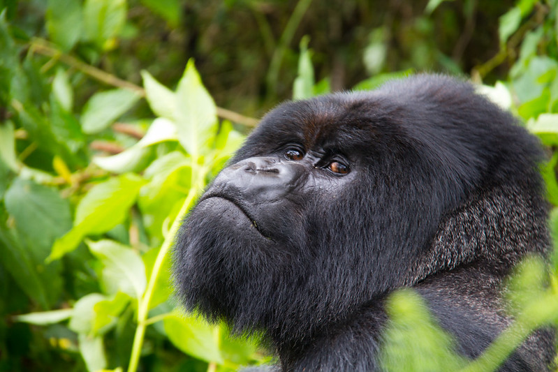 Gorilla trekking with children