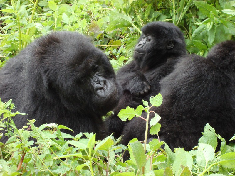 Quite affordable Rwanda safaris