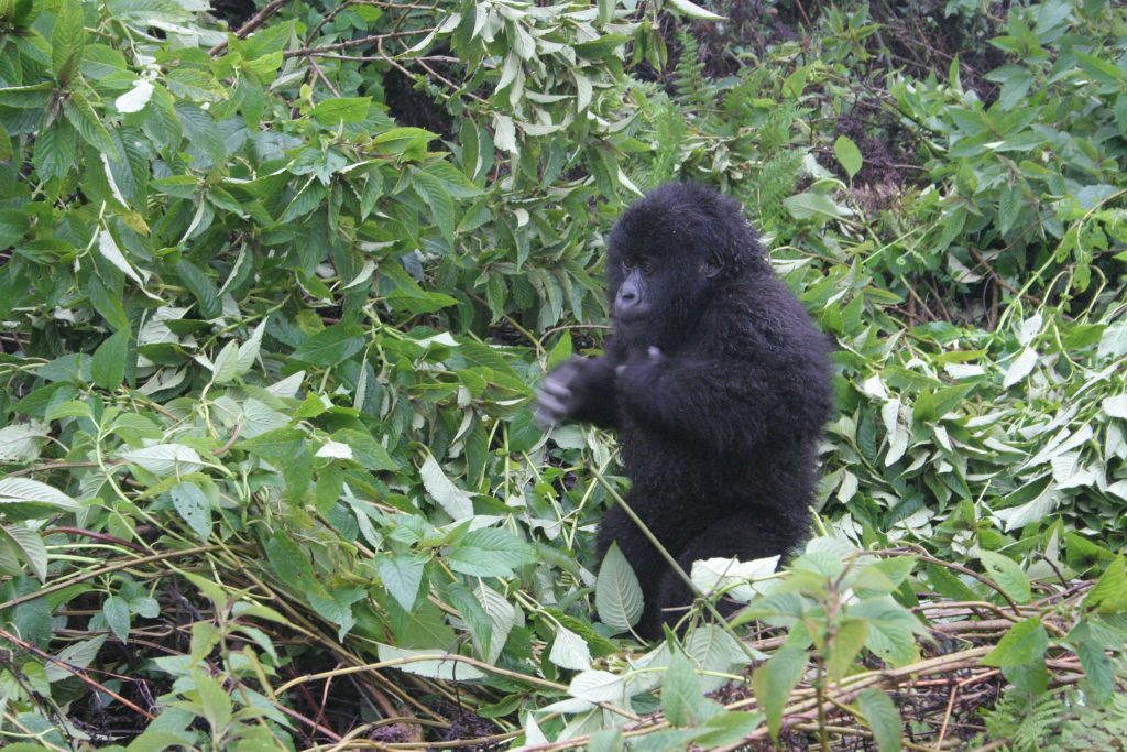 Gorilla chest beating