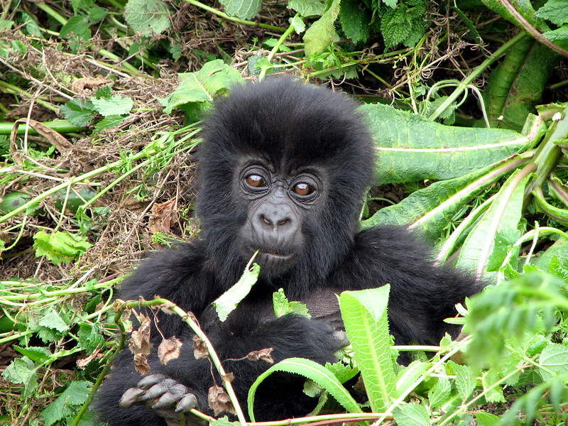 7 days safari in Rwanda