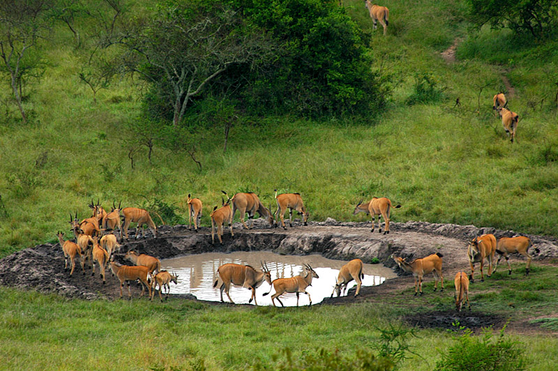 3 days lake mburo wildlife safaris 