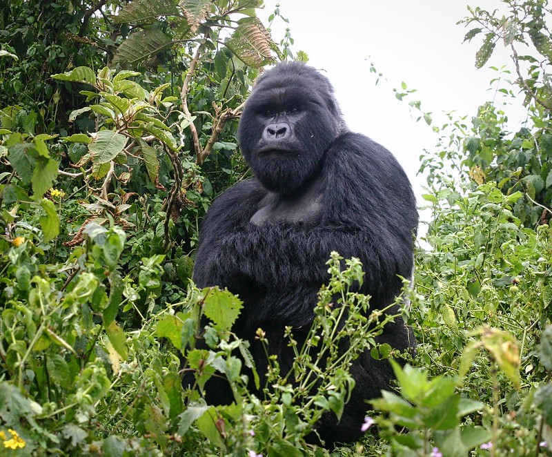 gorilla Filming safaris