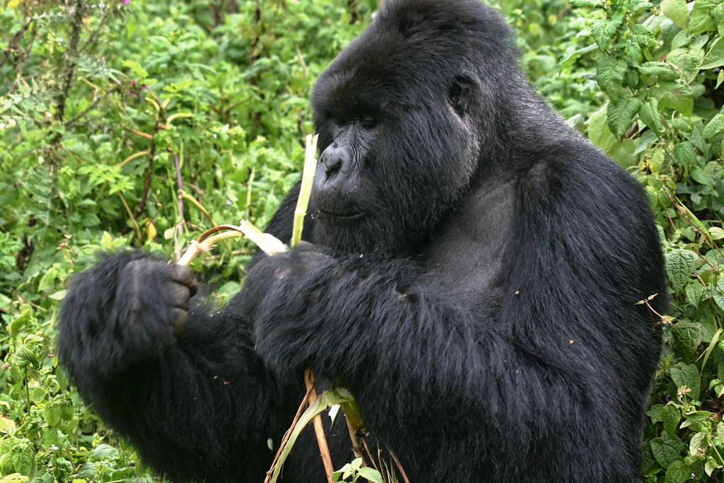 Gorilla trekking on Christmas Day