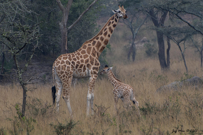 3 days lake mburo wildlife safaris 