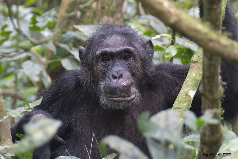 1 day Chimpanzee trekking in Rwanda