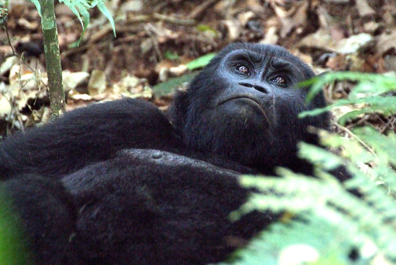 Gorilla trekking with children